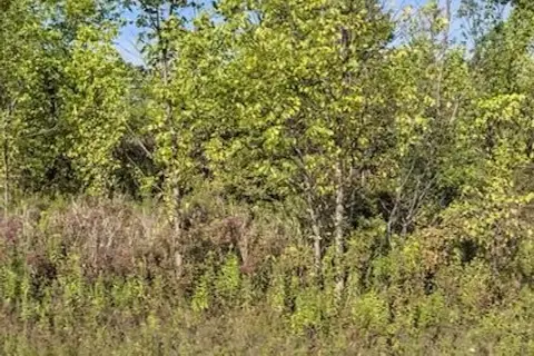 Lot 4 Montrose Road